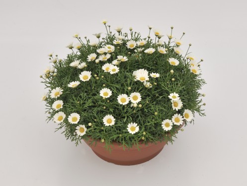 Argyanthemum frutescens Everest White*